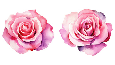 Pink rose watercolor flower graphic design illustration rose vector watercolor