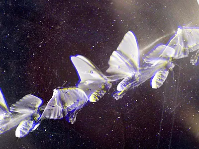 Midnight Flight art collage design digital digital art digital collage flight futurism illustration moth movement space