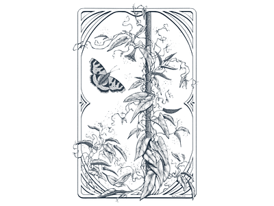 Bindweed black and white botanic botanical decorative etching graphic art hatching illustration monohrome procreate