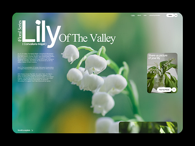 Lily - Hero Concept design flower illustration landing page logo minimal modern nature ui web web design website