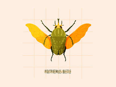 Beetle - polyphemus adobe art beetle botanical illustrations bugs editorial fauna flat graphic design illustration insect mother nature nature photoshop procreate texture