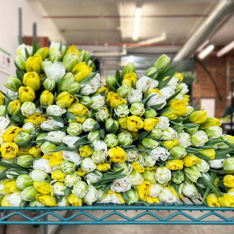 Tonic Blooms sending flowers to toronto by mapos on Dribbble