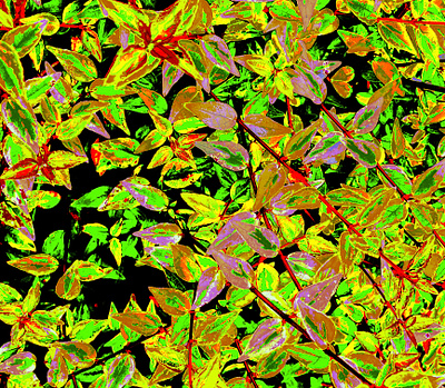 shrub botanical digital art foliage illustration plant shrub