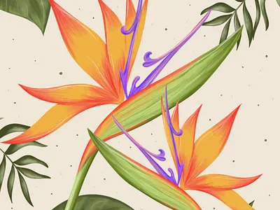 Strelitzia illustration procreate