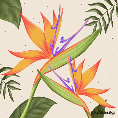 Strelitzia illustration procreate