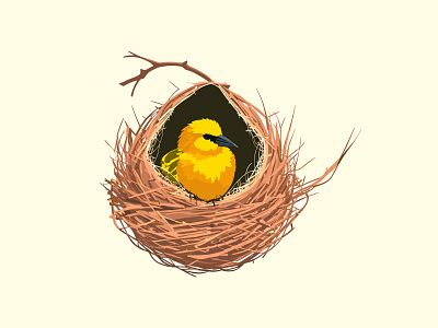 Illustration of Weaver Bird bird illustration digital illustration flat flat illustration graphic design illustration illustrator photoshop sketch vector weaver bird