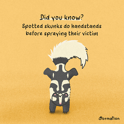 Spotted skunks do handstands before spraying their victim animal art cartoon did you know digital art digital illustration drawing fact of the day fun fact illust illustration procreate skunk skunks wildlife