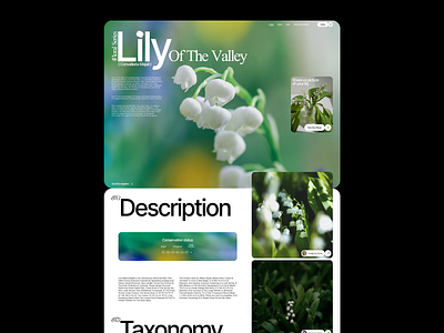 Lily - Website Concept design flower infographic landing page lily logo minimal nature ui web web design website