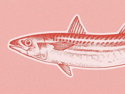 Mackerel fish illustration mackerel pen and ink pen drawing seafood
