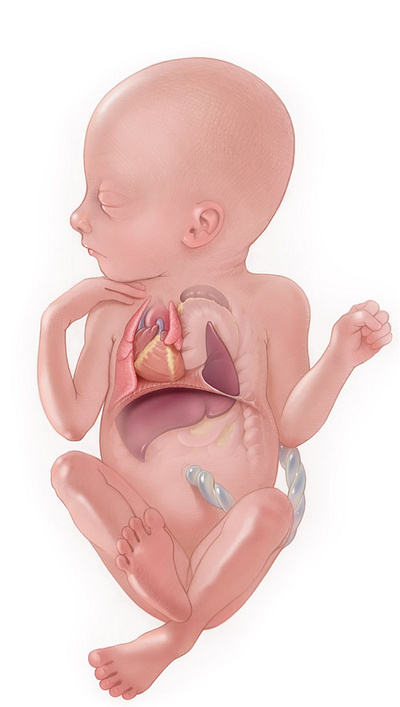 Fetal Surgery X Alex Webber baby informative pregnancy realistic surgical