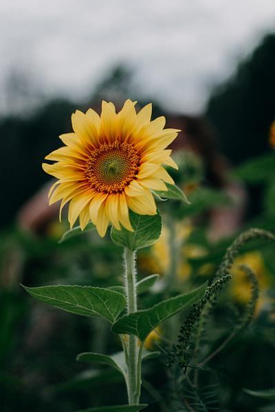 Sunflower. sunflower