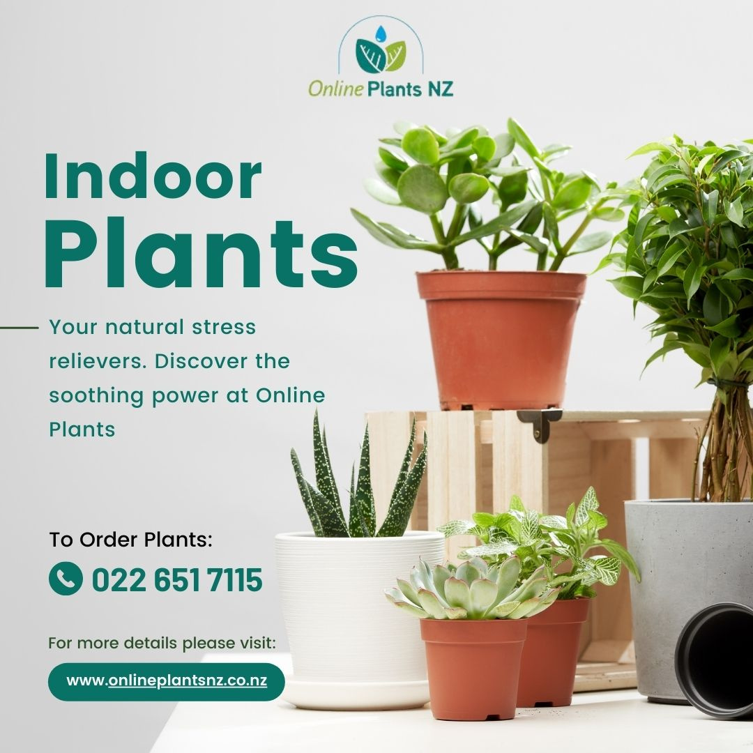 Buy Online Plants NZ's Largest Indoor Plants Online Plants N by