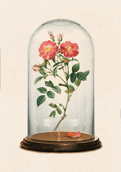Petal by petal botanical commission design graphic design illustration retro vintage