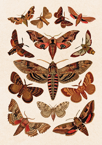 Moths botanical design graphic design illustration retro vintage