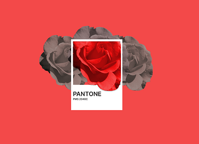 Red roses design graphic design illustration red roses ui
