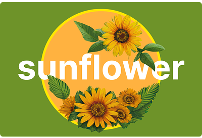 Sunflower Illustration agency branding concept design graphic design icon illustration vector