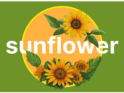 Sunflower Illustration agency branding concept design graphic design icon illustration vector