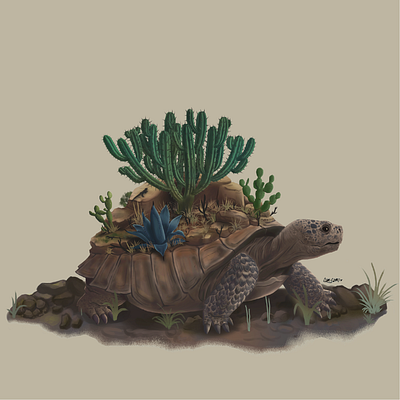 Tortuga del desierto animal character design illustration turtle