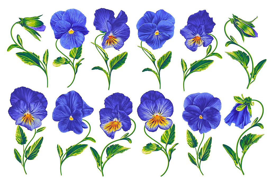 Blue Pansies Vector Realistic Set by MPetrovskaya on Dribbble