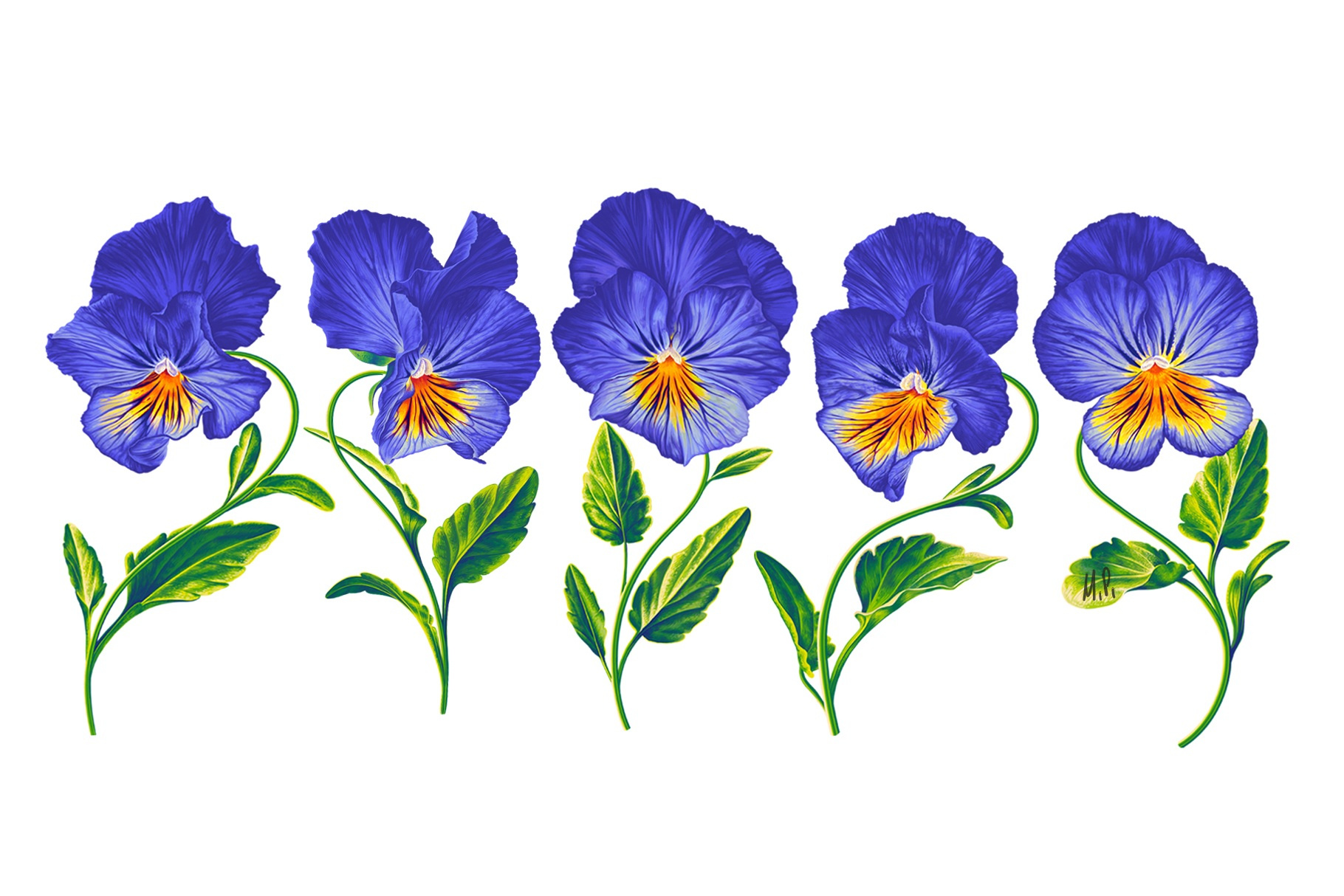Blue Pansies Vector Realistic Set by MPetrovskaya on Dribbble