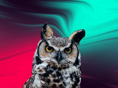 Owl - 3D Photo 3d adobe photoshop animation design graphic design motion graphics