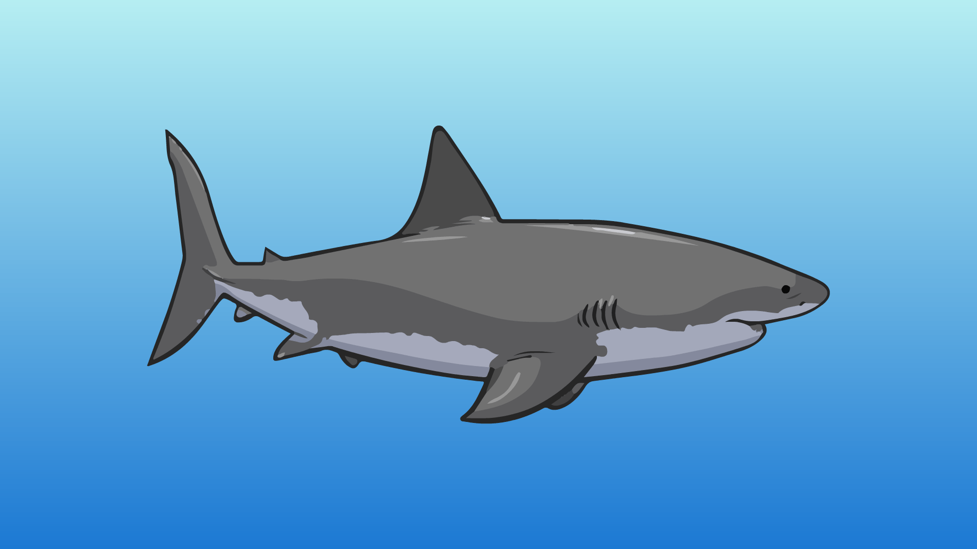 Shark swimming under water 2d animation animated animation gif animation