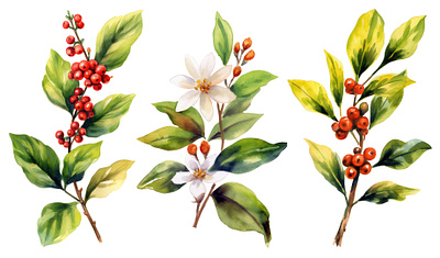 Coffee branch flower graphic design illustration vector watercolor