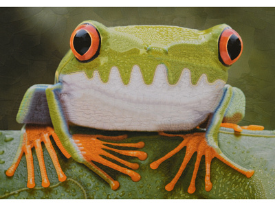 José collage frog frog illustration frog portrait frogs illustration paper collage portrait