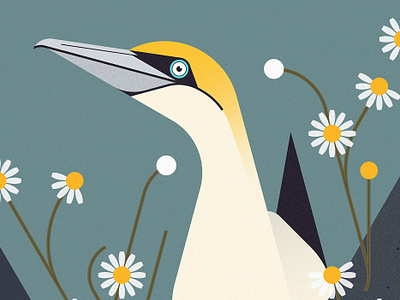 Atlantic Gannet & Oxeye Daisy (2023) animals bird birds botanical design floral illustration minimal illustration nature scotland sea vector vector illustration wildlife