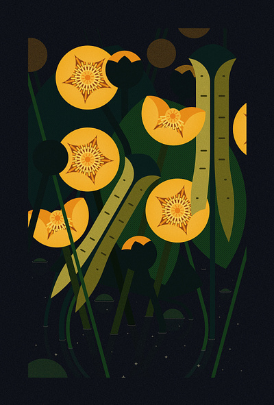 Nuphar Lutea (2023) botanical botanical illustration design floral flowers graphic design illustration minimal illustration minimal vector nature packaging vector wildlife