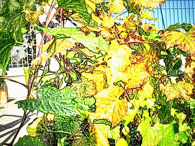 Stylistic Art Painting Vines in Sunshine!!!! abstractart art color colorgram landscape landscape vines vines