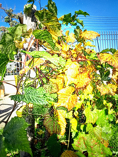 Stylistic Art Painting Vines in Sunshine!!!! abstractart art color colorgram landscape landscape vines vines