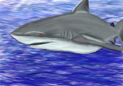 Shark animal aquatic animal character illustration ilu shark sharkinthesea