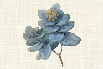 Vintage Eucalyptus Flower Clip Art eucalyptus