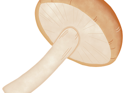 Mushroom Illustrations food illustration mushroom painting raster watercolor graphics
