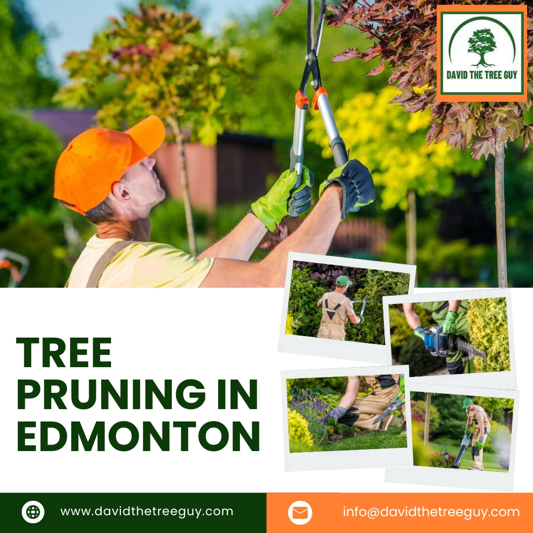 Tree Pruning in Edmonton by David The Tree Guy on Dribbble