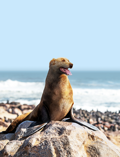 Sealdogs are real artwork beachlife digital art dog photo manipulation seal sealdog wildlife