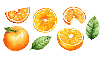 Set Orange Watercolor graphic design illustration orange vector watercolor