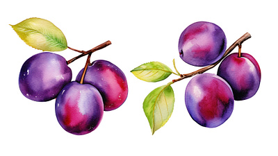 Plum Watercolor illustration vector watercolor