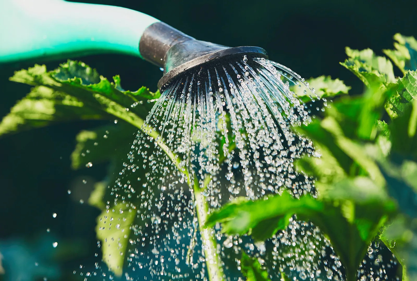 Should I water plants with RO water? by Clearflo Technologies on Dribbble