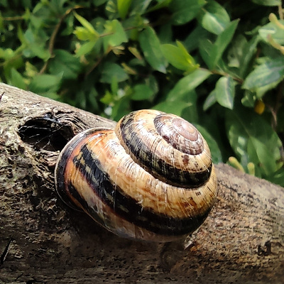 Nature's Spiral Symphony landscape nature serenity spiral stunning