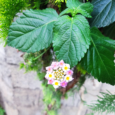 Nature's Geometry beauty flowers geometry nature pink and white symmetry