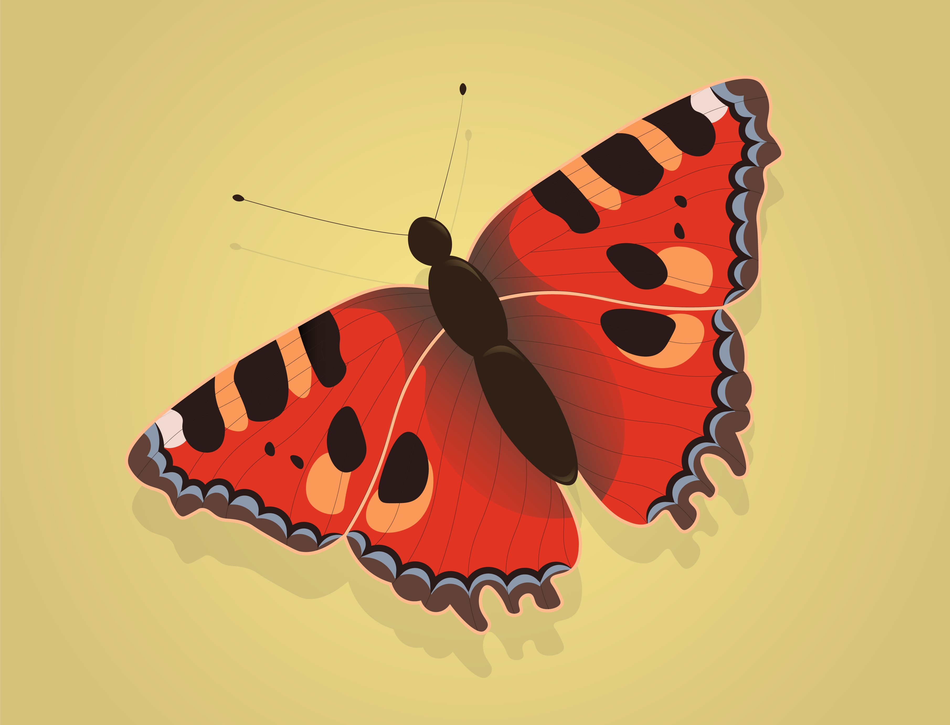 BUTTERFLY adobe illustrator butterfly design graphic design illustration vector vector graphic