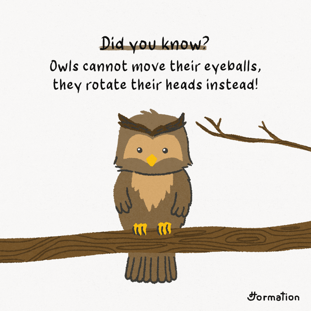 Owls cannot move their eyeballs, they rotate their heads by Jormation ...