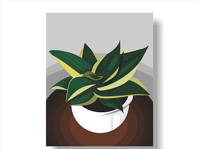 Sansivera Houseplants in a Pots decorative plant houseplant illustration lidah mertua nature plant sansivera