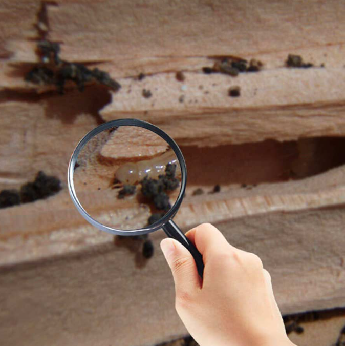 Termite Inspection Sydney Andy's Pest Control by Andy's Pest Control