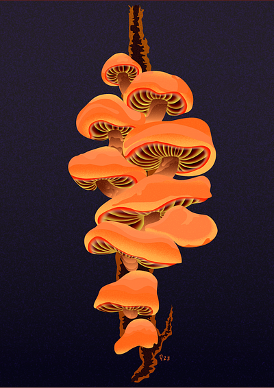 Mushrooms vector illustration adobe cc adobe illustrator design digital art graphic design illustration mushroom nature illustration vector vector illustration