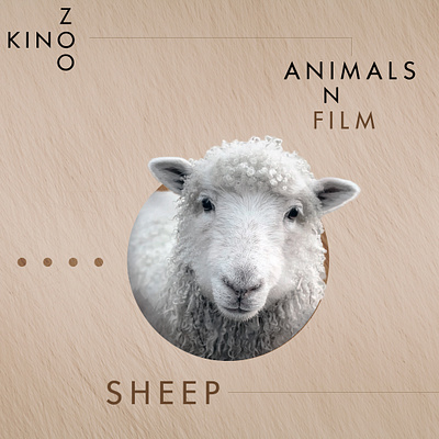 KinoZoo : Sheep for Kinometer content creation design graphic design illustration post social media