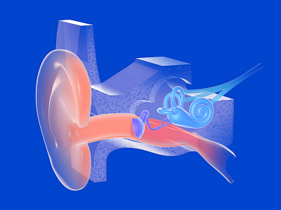 Anatomical 3D illustrations of inner ear 3d illustration medical otitis