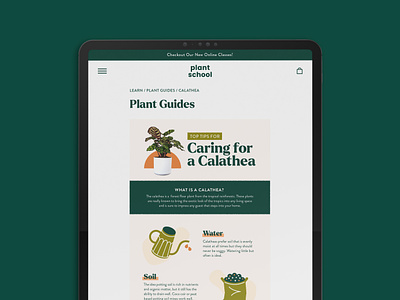 Plant School Calathea Plant Guide blog blog design calathea design digital digital illustraiton graphic design graphics house plants infographic nature plant plant care plant mama plant papa plant parent plants vector illustration website